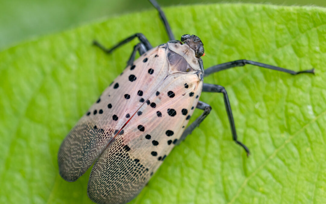 Spotted lanternfly traps available to city residents free of charge