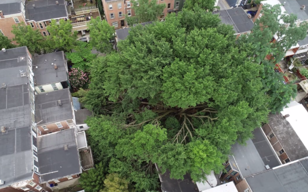 Tree removal will impact dozens of Midtown Harrisburg residents the week of August 1 to August 5