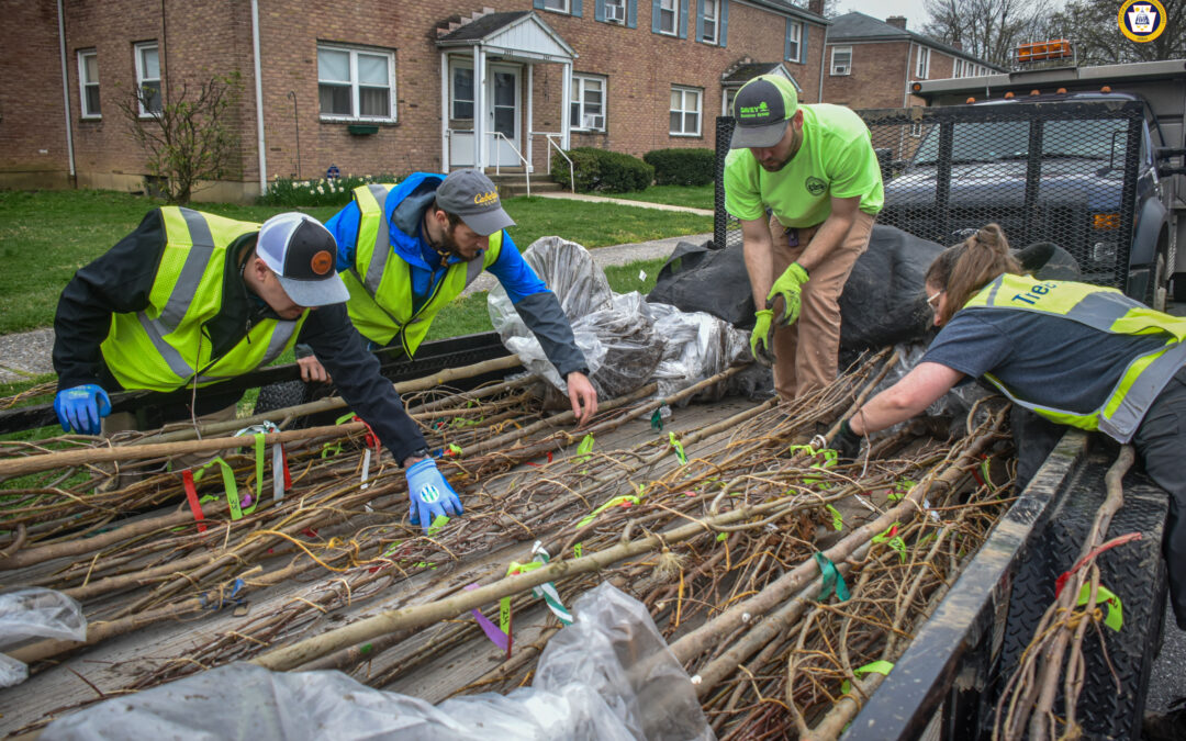 Cleaner and Greener: 30 new trees planted in East Harrisburg